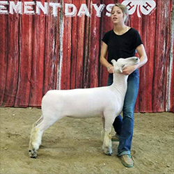 Bullington Southdowns and Show Lambs - Winners